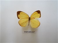 藏品(亮色黃蝶)的圖片